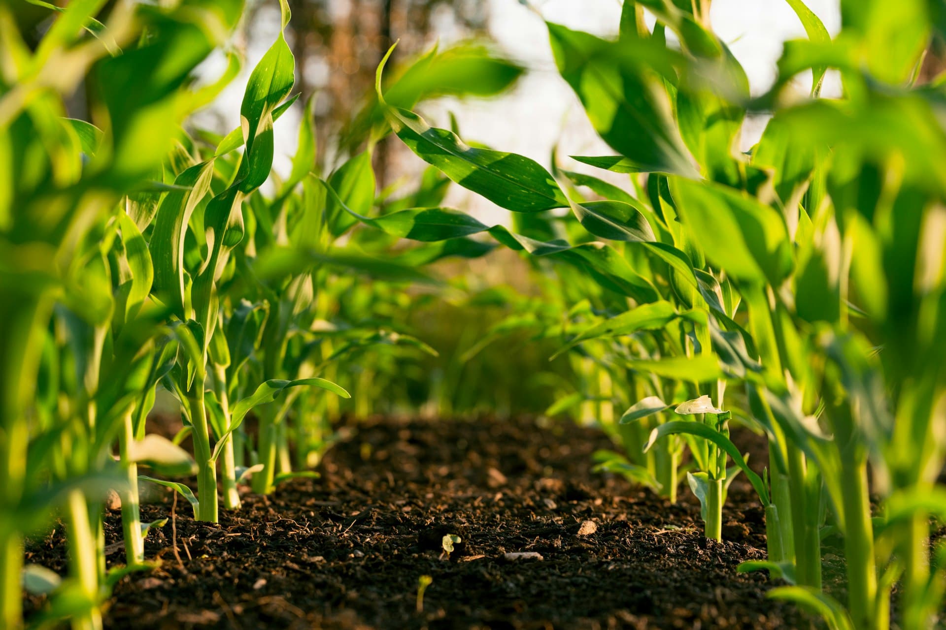 Aerial Agricultural Photography