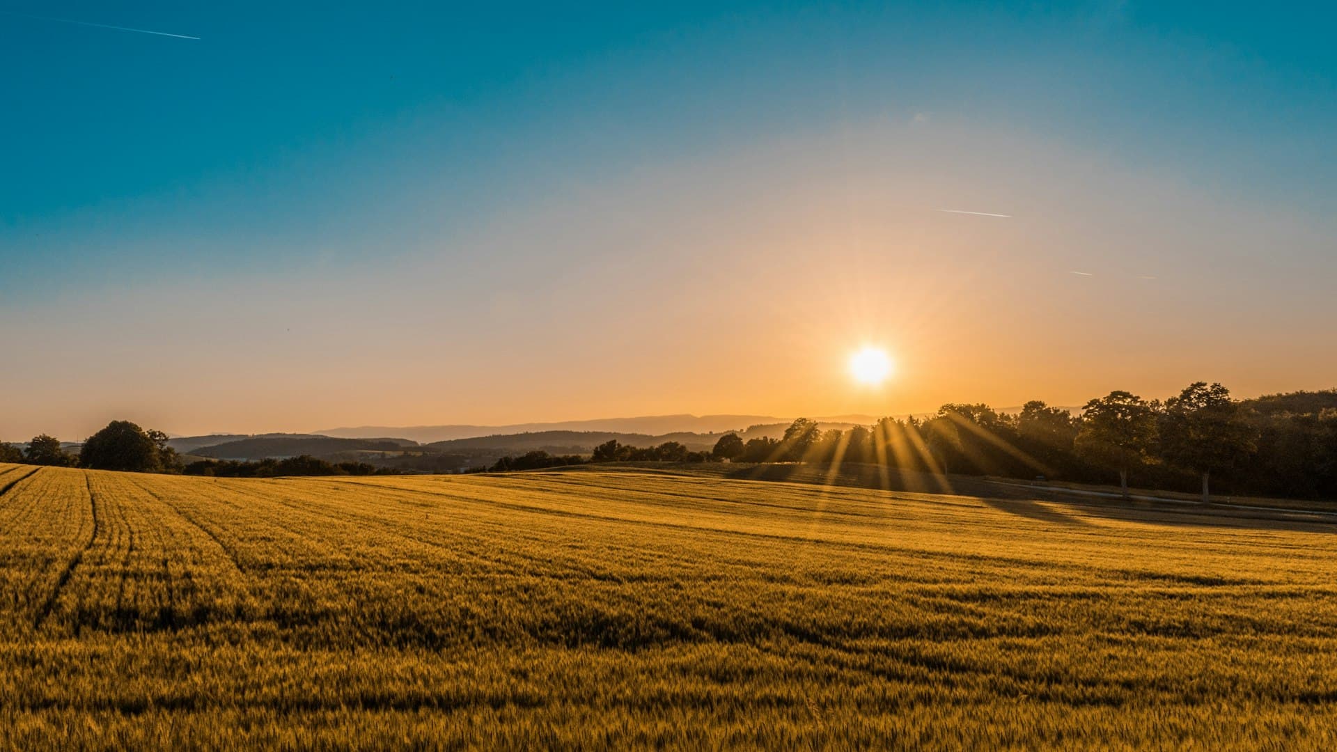 Golden hour wheat field stretching to the horizon across Midwest farmland
